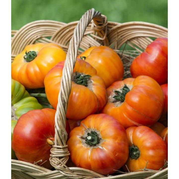 Tomate Buffalosun 250 sem