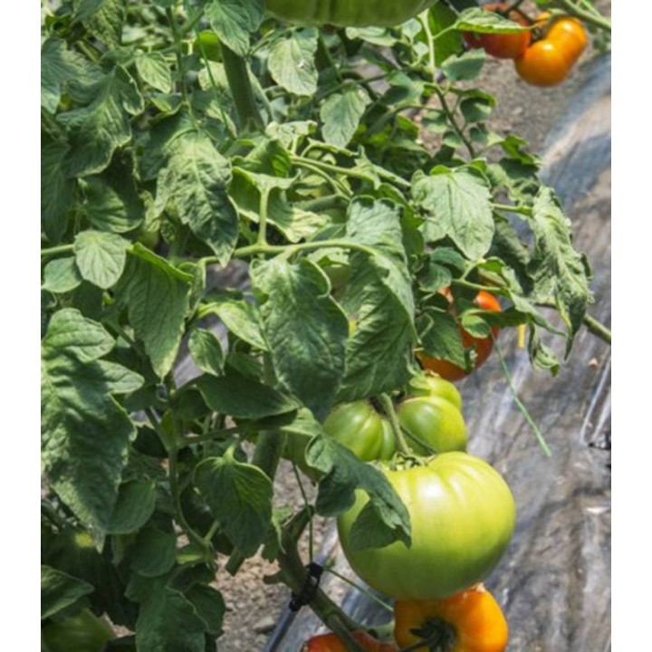 Tomate Buffalosun 250 sem