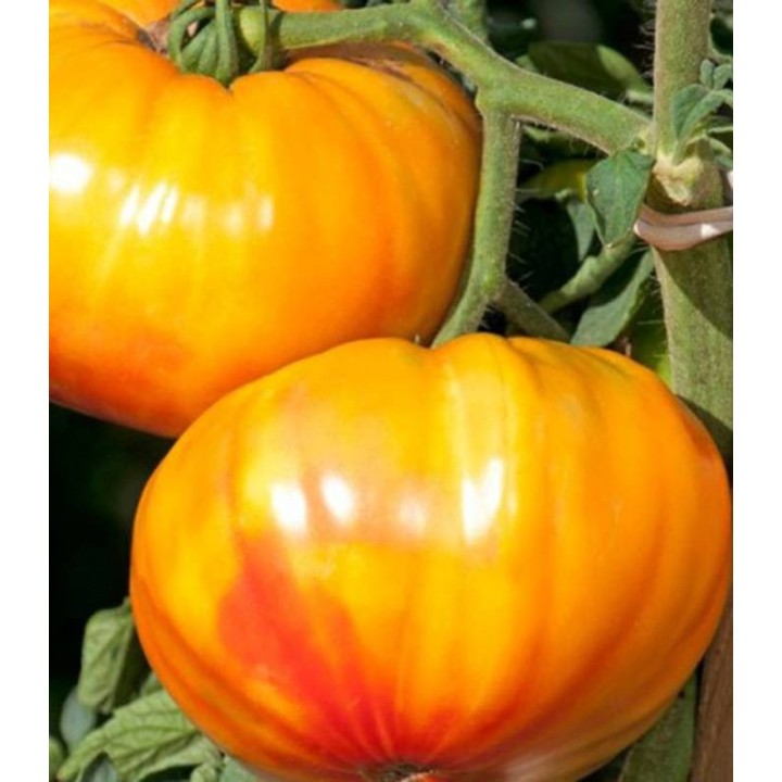 Tomate Buffalosun 250 sem