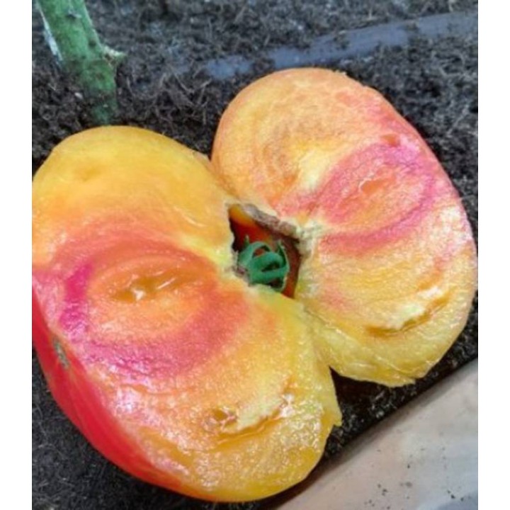 Tomate Buffalosun 250 sem