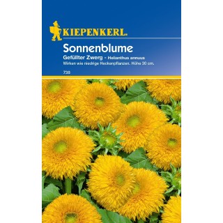 Floarea Soarelui Batuta (20 sem)