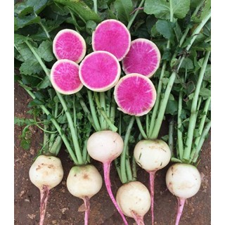 Seminte de ridichi Red Meat F1, 25 grame, Takii Seed