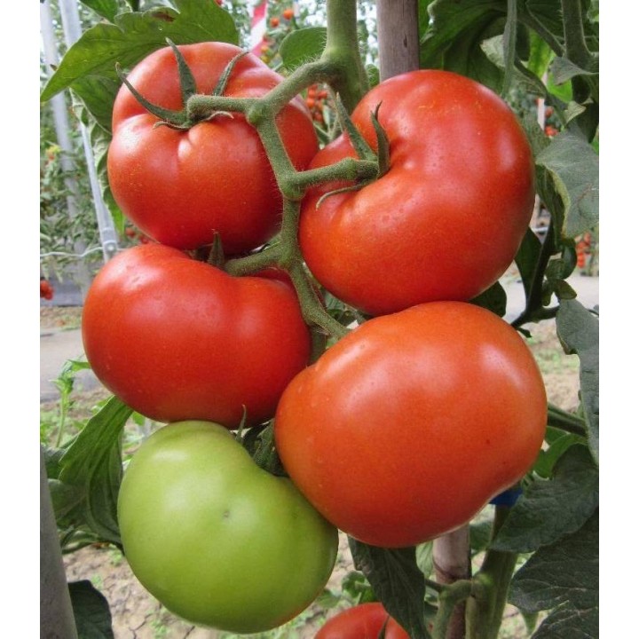 Seminte de tomate Kessie (CRX 78502) F1, 1000 seminte, Cora Seeds