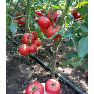 Seminte de tomate Pink Treat (TEX 2721) F1, 500 seminte, Takii Seed
