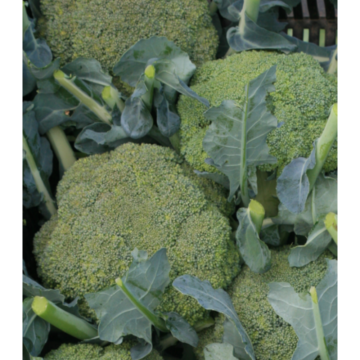 Broccoli Agassi F1, 1000 seminte