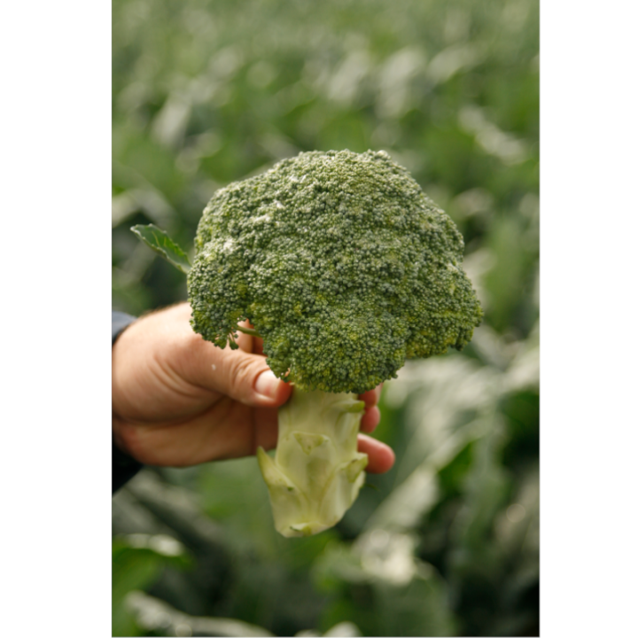 Broccoli Agassi F1, 1000 seminte
