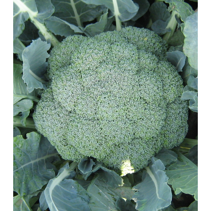 Broccoli Agassi F1, 1000 seminte
