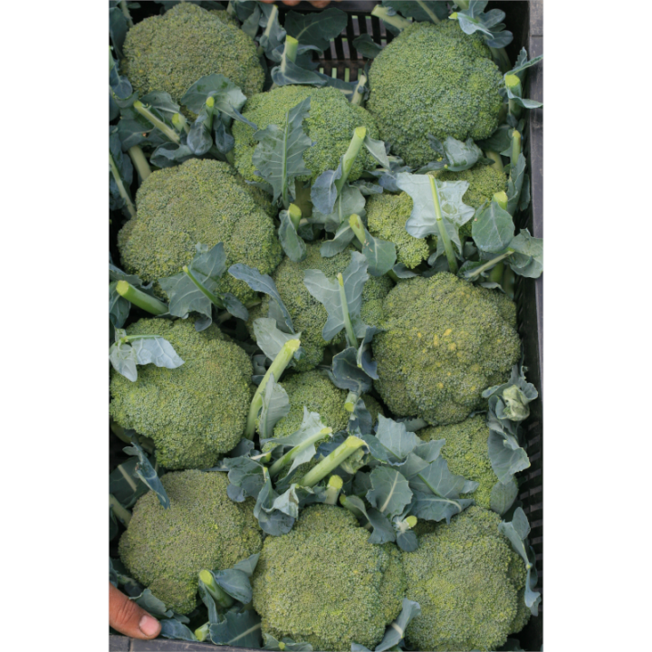 Broccoli Agassi F1, 1000 seminte
