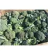Seminte de broccoli Orantes F1, 2500 Seminte