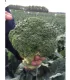 Seminte de broccoli Orantes F1, 2500 Seminte