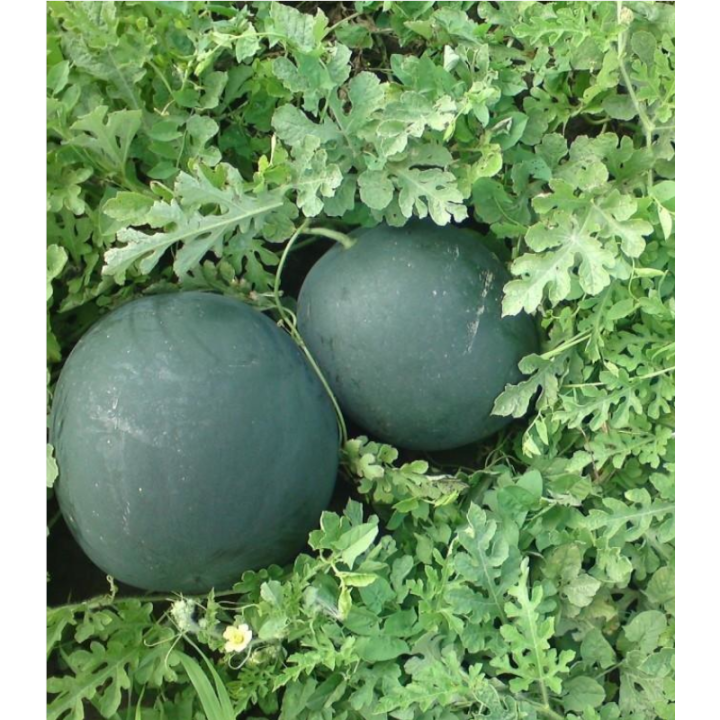 Seminte de pepene verde Baronessa F1