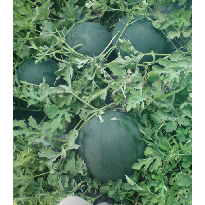 Seminte de pepene verde Baronessa F1