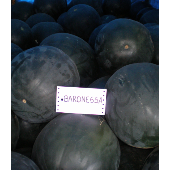 Seminte de pepene verde Baronessa F1