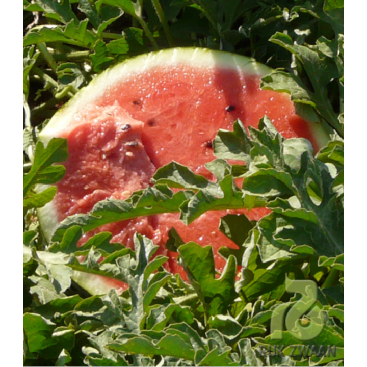 Seminte de pepene verde Baronessa F1