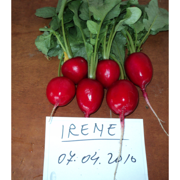 Seminte de ridiche de luna Irene F1