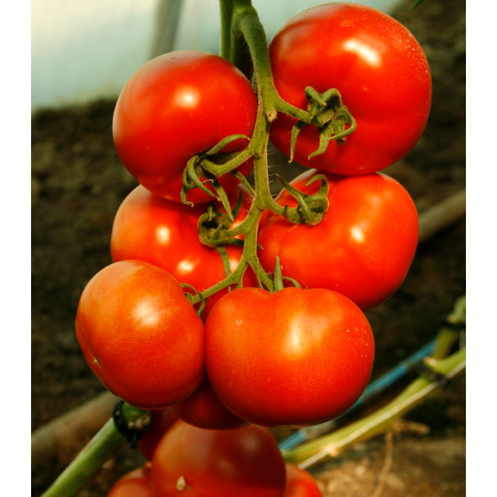 Seminte de tomate Attiya F1, RZ
