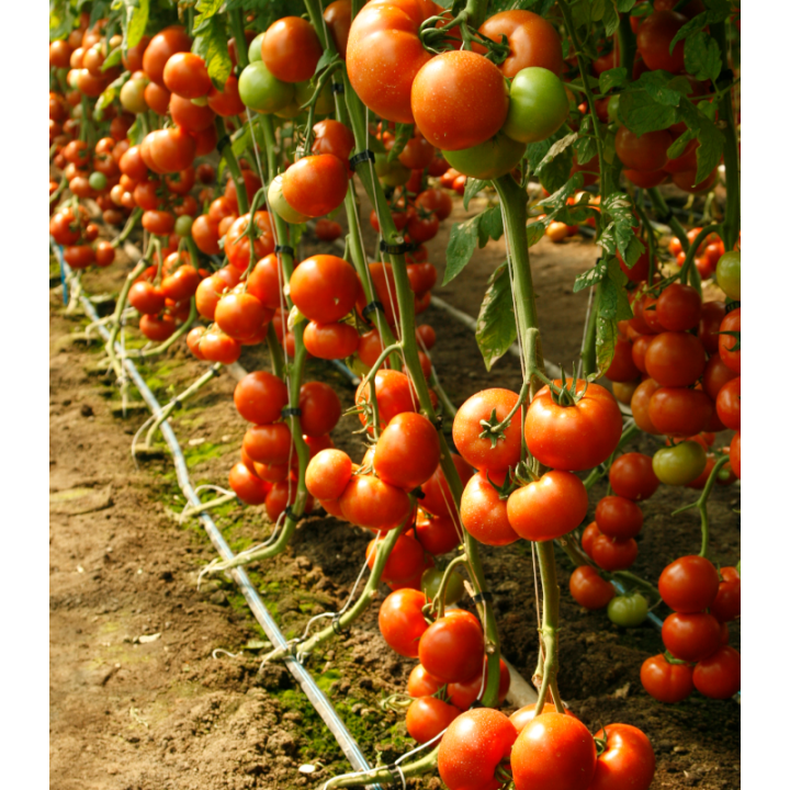 Seminte de tomate Attiya F1, RZ
