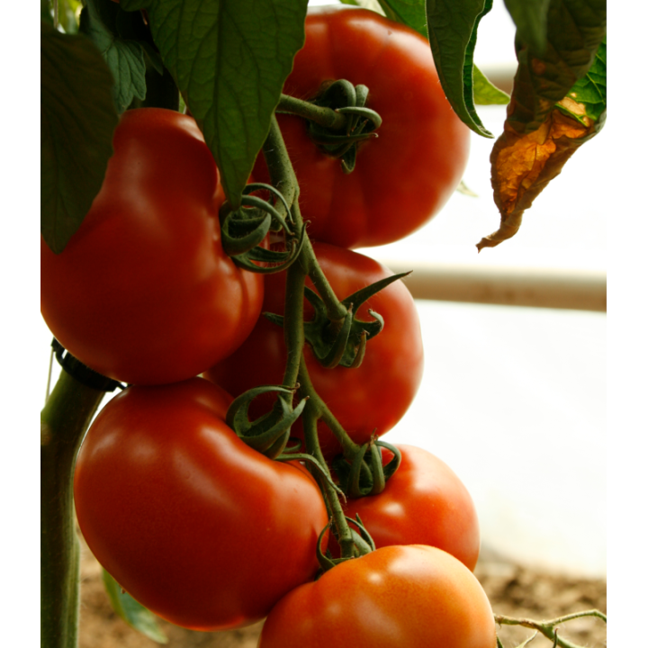 Seminte de tomate Attiya F1, RZ