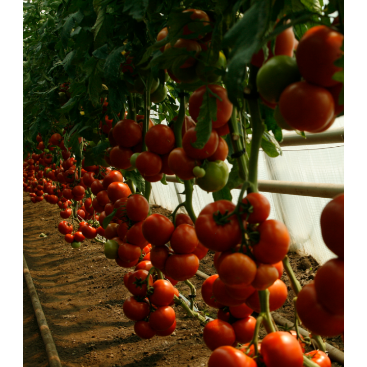 Seminte de tomate Attiya F1, RZ