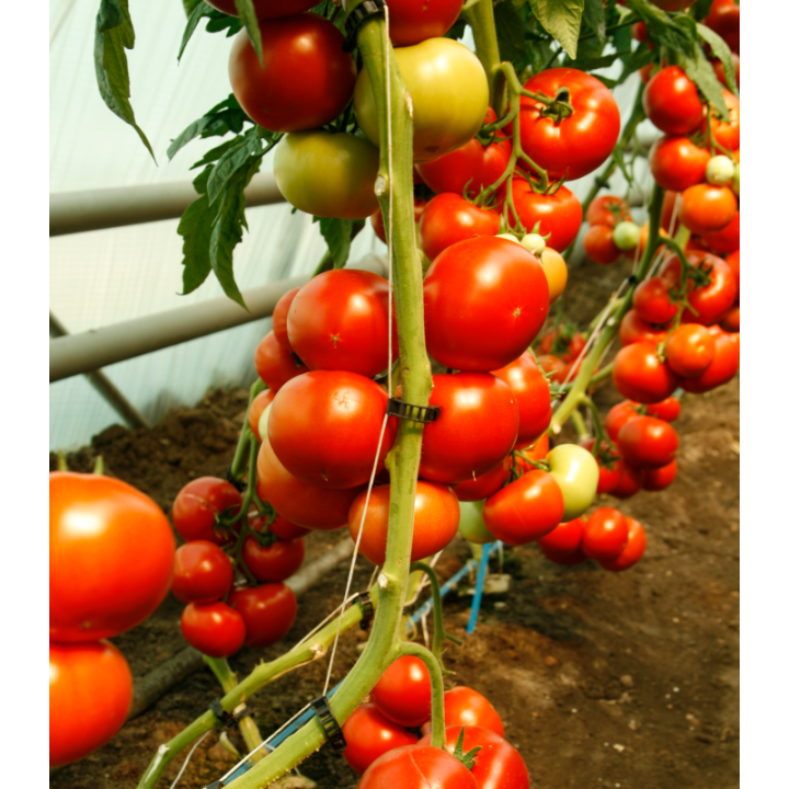Seminte de tomate Cinto F1 RZ