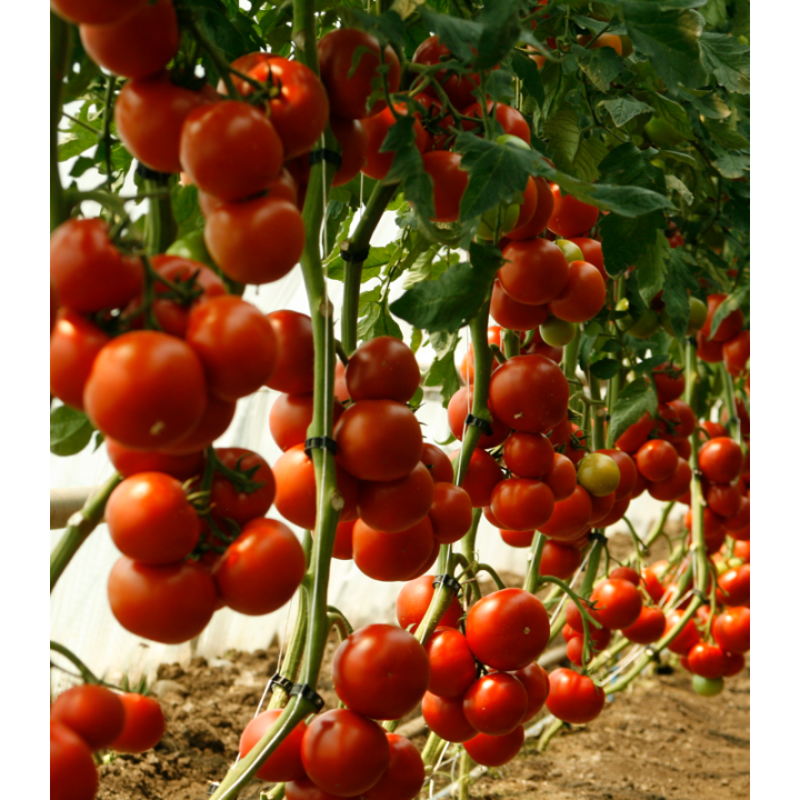Seminte de tomate Cinto F1 RZ