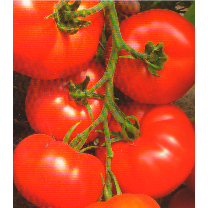 Seminte de tomate Cinto F1 RZ