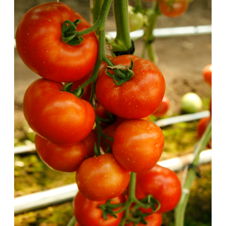 Seminte de tomate Doufu F1, 1000 seminte