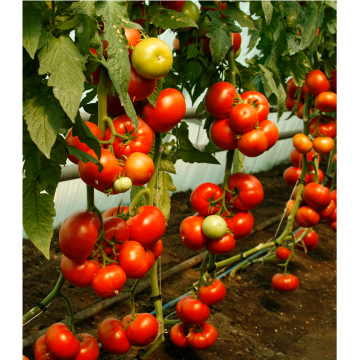 Seminte de tomate Doufu F1, 1000 seminte