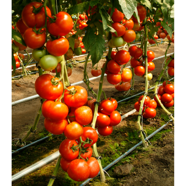 Seminte de tomate Doufu F1, 1000 seminte