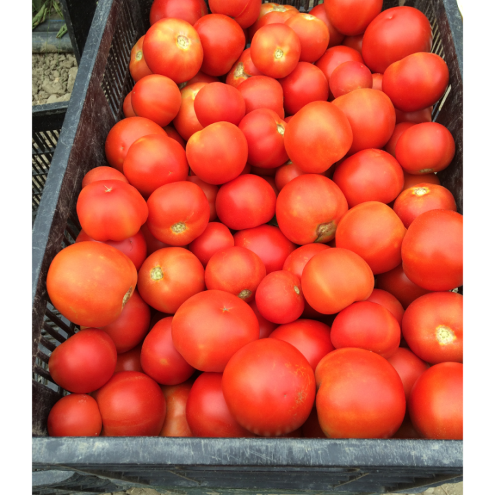 Seminte de tomate Doufu F1, 1000 seminte
