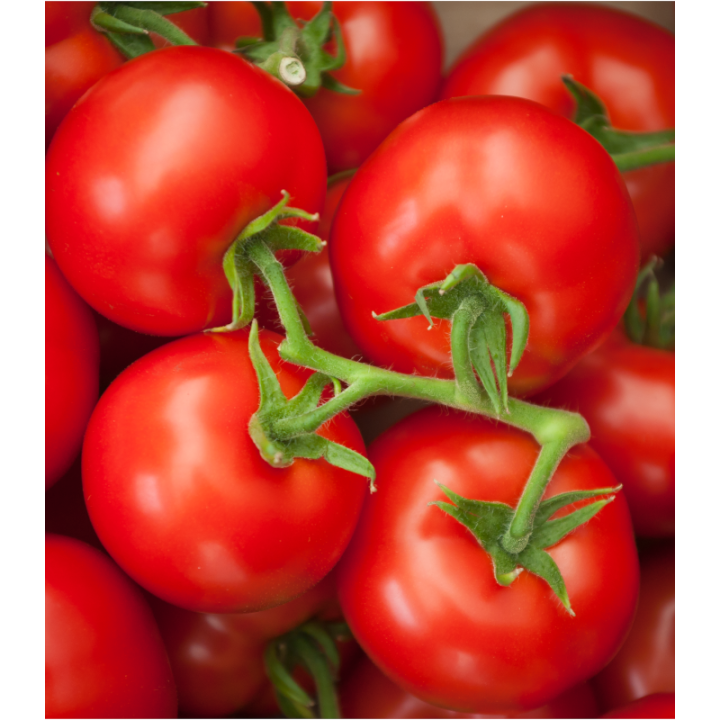 Tomate nedeterminate Endeavour F1