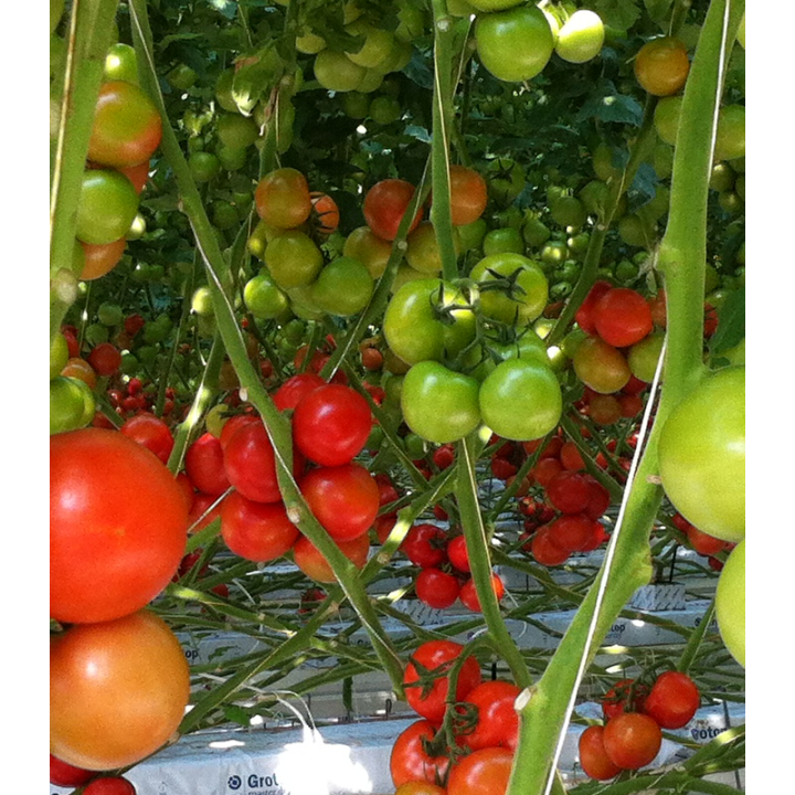 Tomate nedeterminate Endeavour F1