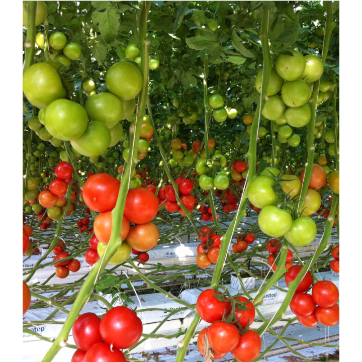 Tomate nedeterminate Endeavour F1