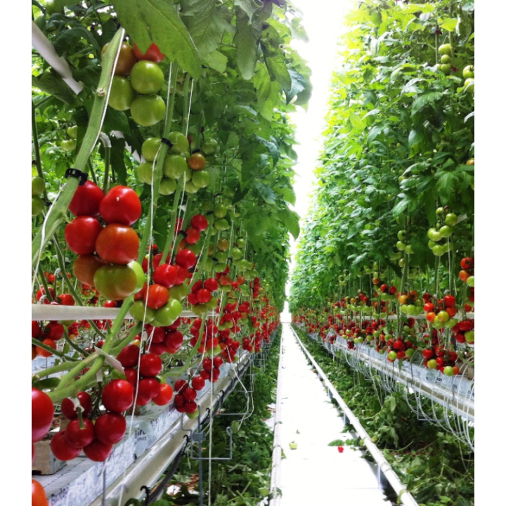 Tomate nedeterminate Endeavour F1