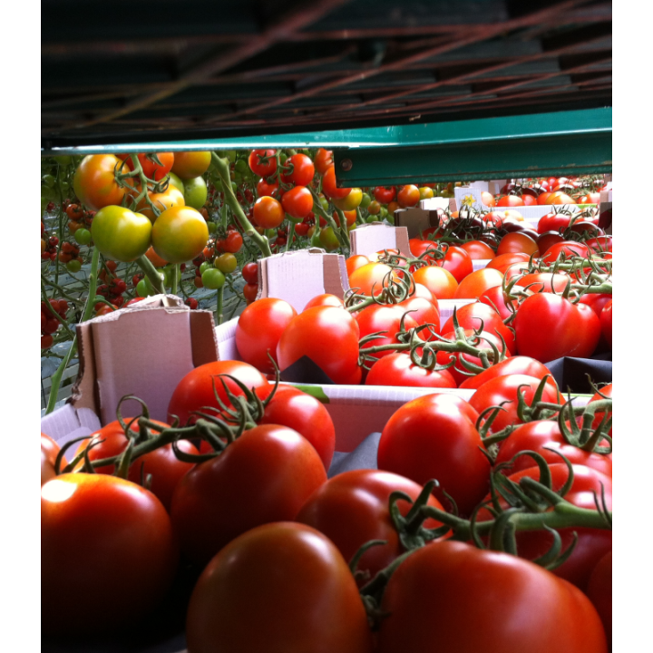 Tomate nedeterminate Endeavour F1