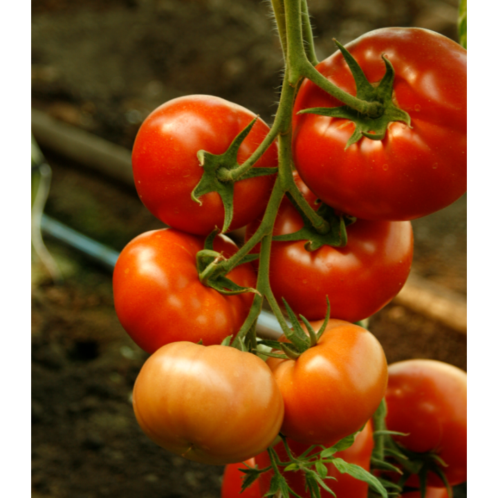 Seminte profesionale de tomate Mahitos F1, RZ