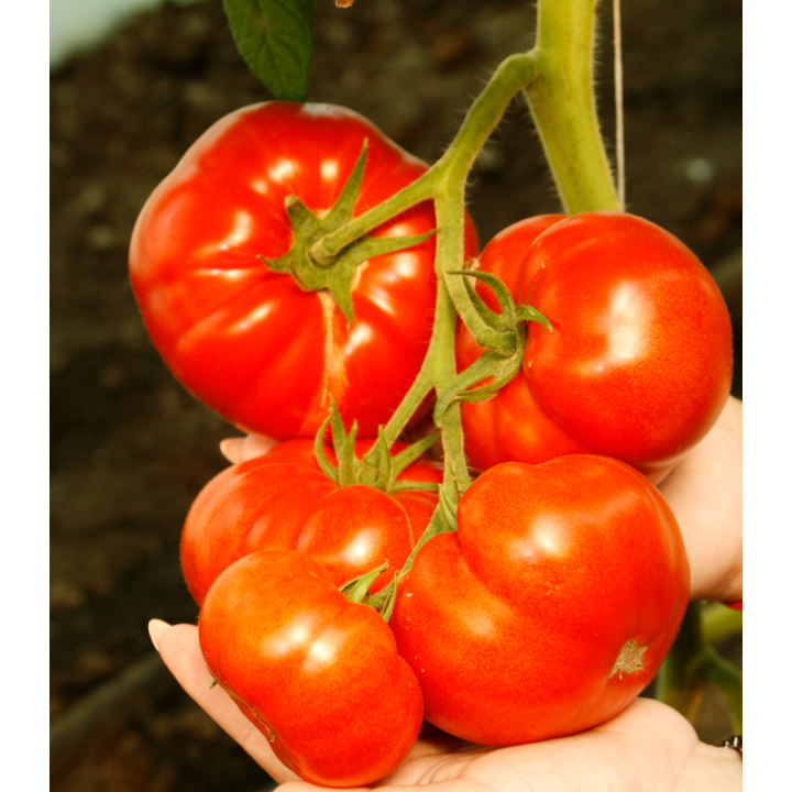 Seminte profesionale de tomate Mahitos F1, RZ