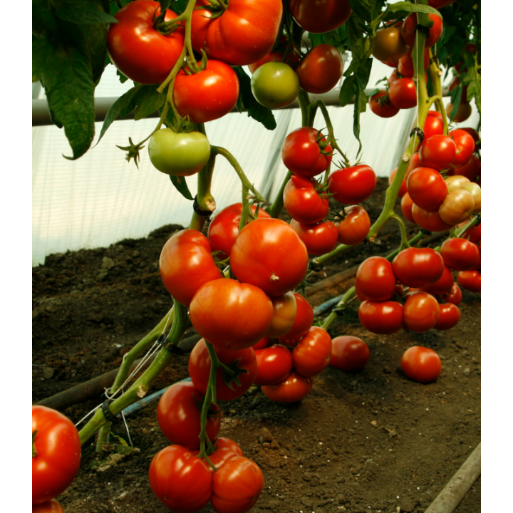 Seminte profesionale de tomate Mahitos F1, RZ