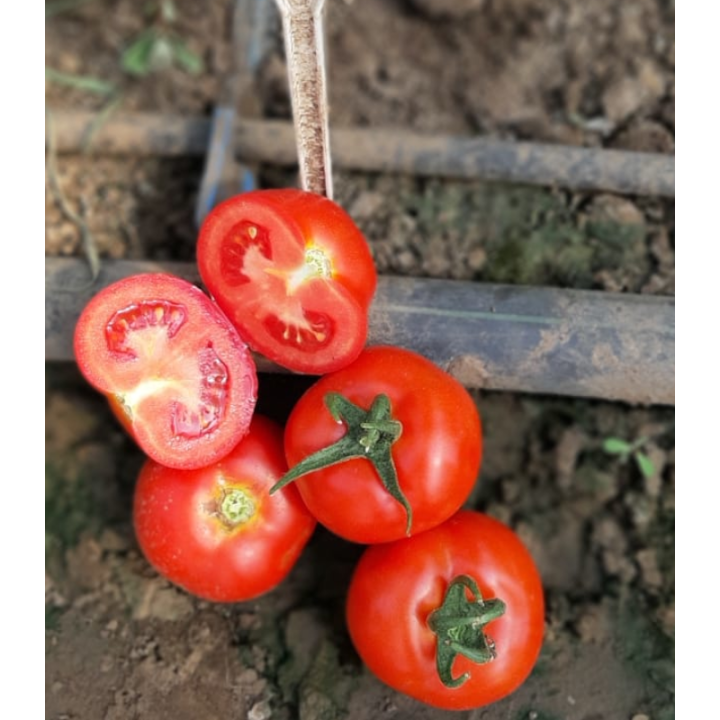 Seminte de tomate Petula F1 RZ