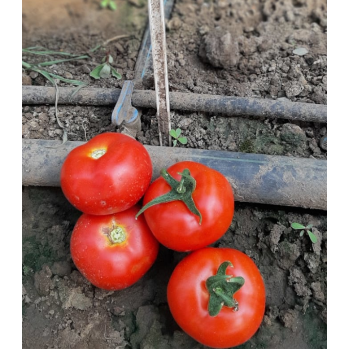 Seminte de tomate Petula F1 RZ
