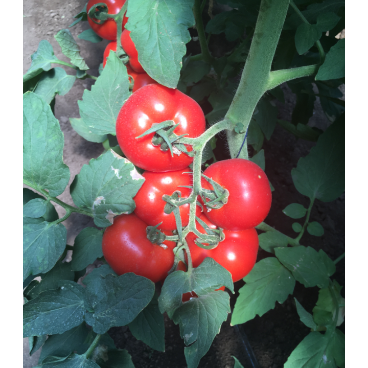 Seminte de tomate Petula F1 RZ