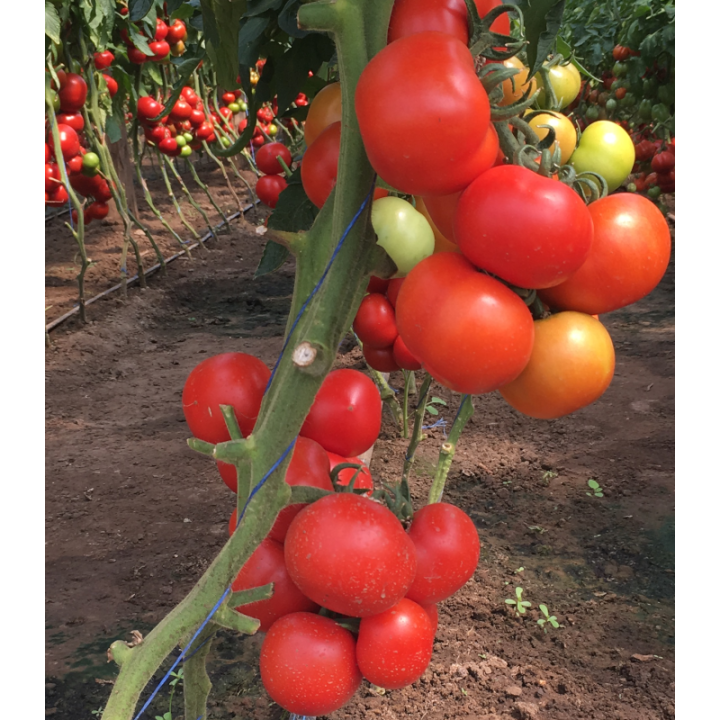 Seminte de tomate Petula F1 RZ
