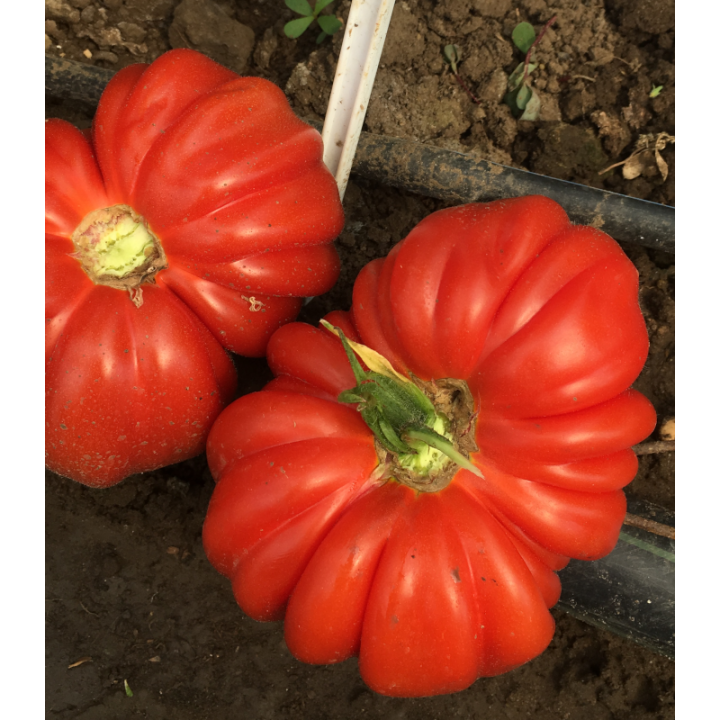 Seminte de tomate Rugantino F1