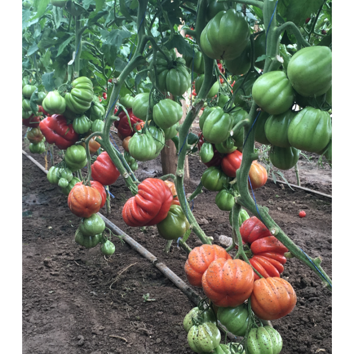 Seminte de tomate Rugantino F1