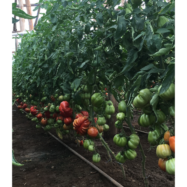 Seminte de tomate Rugantino F1