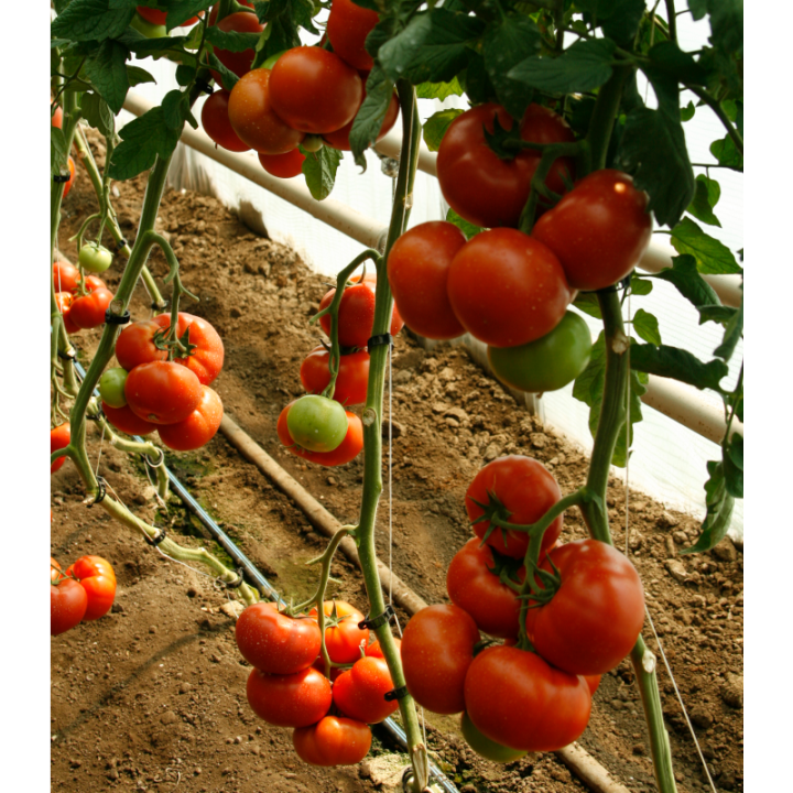 Seminte de tomate Umagna F1