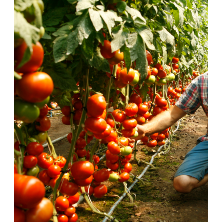 Tomate Umagna F1