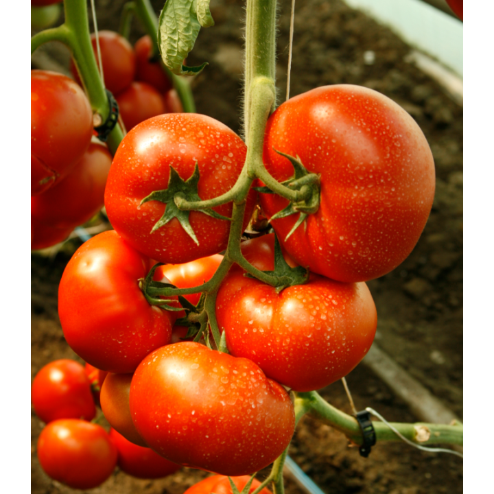 Seminte de tomate Umagna F1