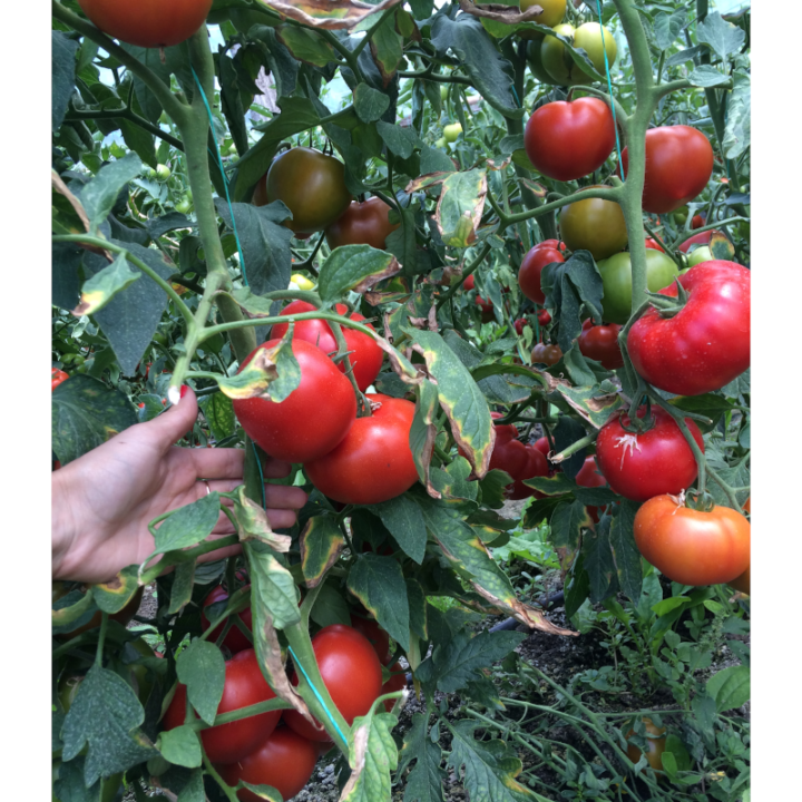 Tomate semi-determinate Vasanta F1