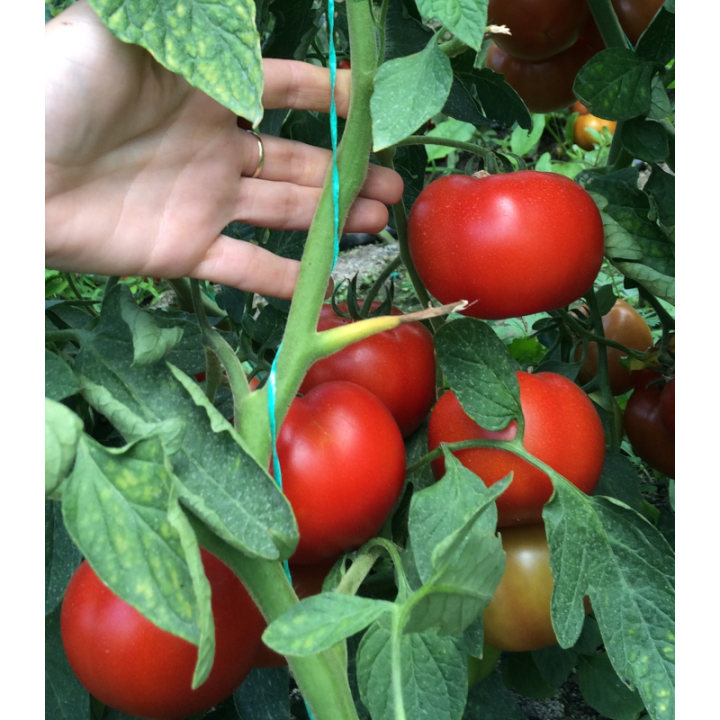 Tomate semi-determinate Vasanta F1